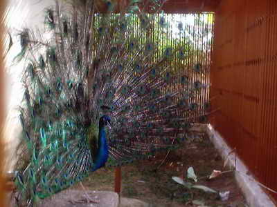 Haripad Temple