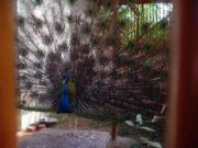 Haripad temple peacock 63