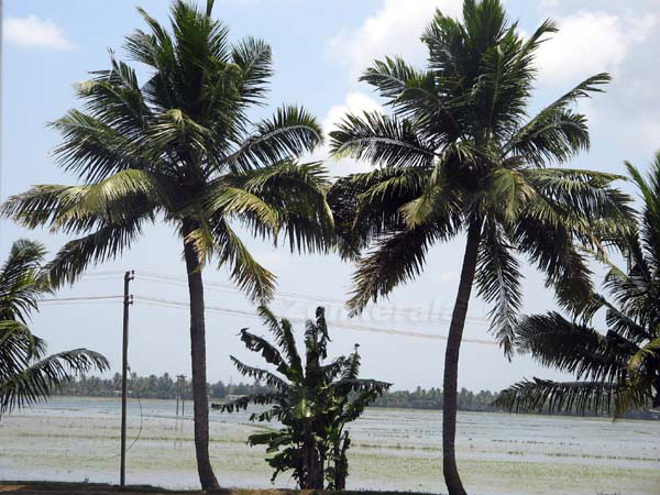 Coconut trees 6056