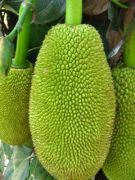 Jackfruit 2229