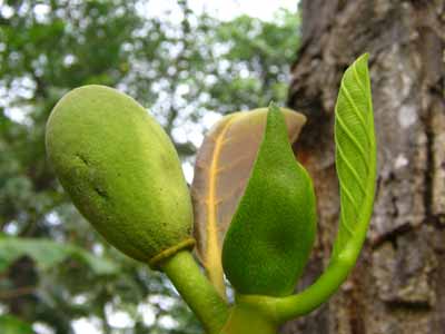 Jackfruit 2230