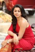 Recent Photo Cinema Actress Nikki Galrani 6178