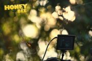Honey Bee 2473