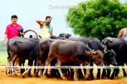 Jagadish In Kunjaliyan