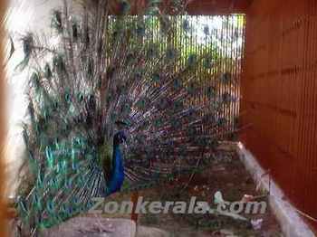 Haripad Temple Beautiful Peacock