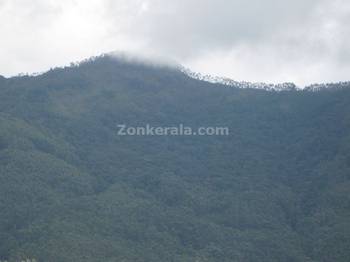 Munnar Forests