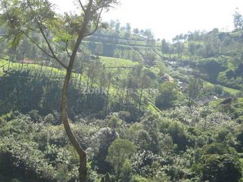 Munnar Plantations