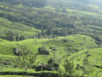 Munnar Tea Estates